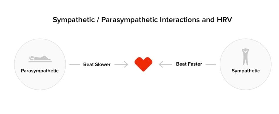 Sympatheticandparasympathetic 1 Reviews, Wearables