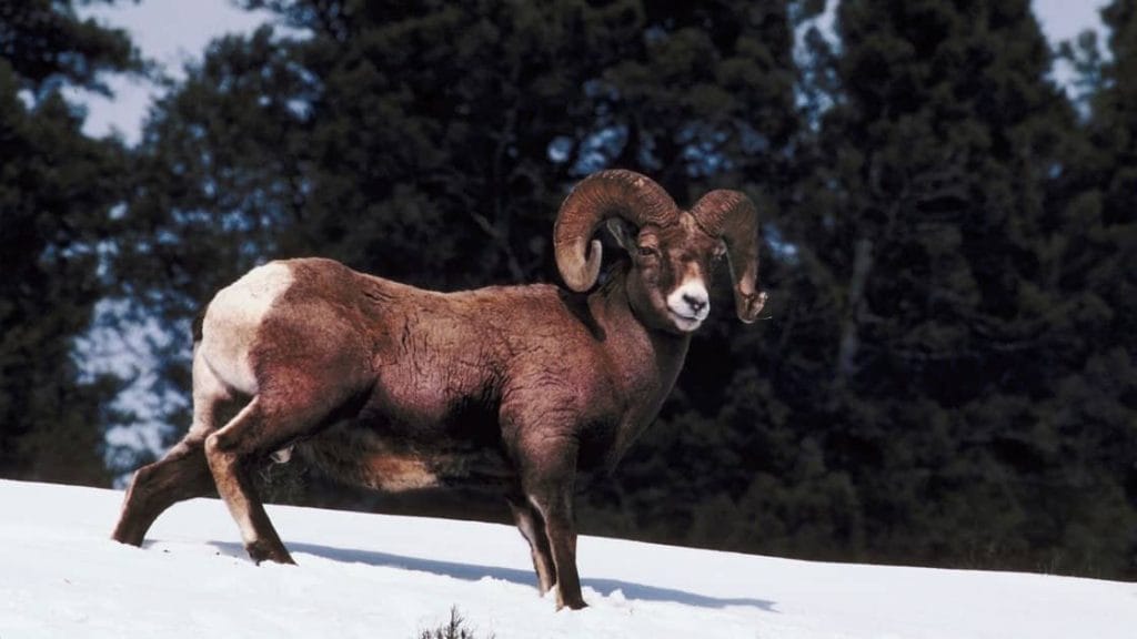 15 Benefits Of Red Light Therapy Use For Home - Does It Actually Work, Is It Worth The Money? 3 Ram in the snow Guides