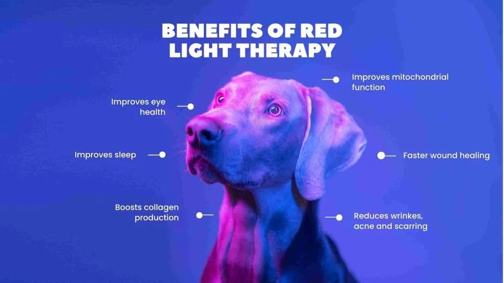 Using Sunlight, Blue Light and Red Light Therapy Devices To Optimise Health 2 red light benefits Guides