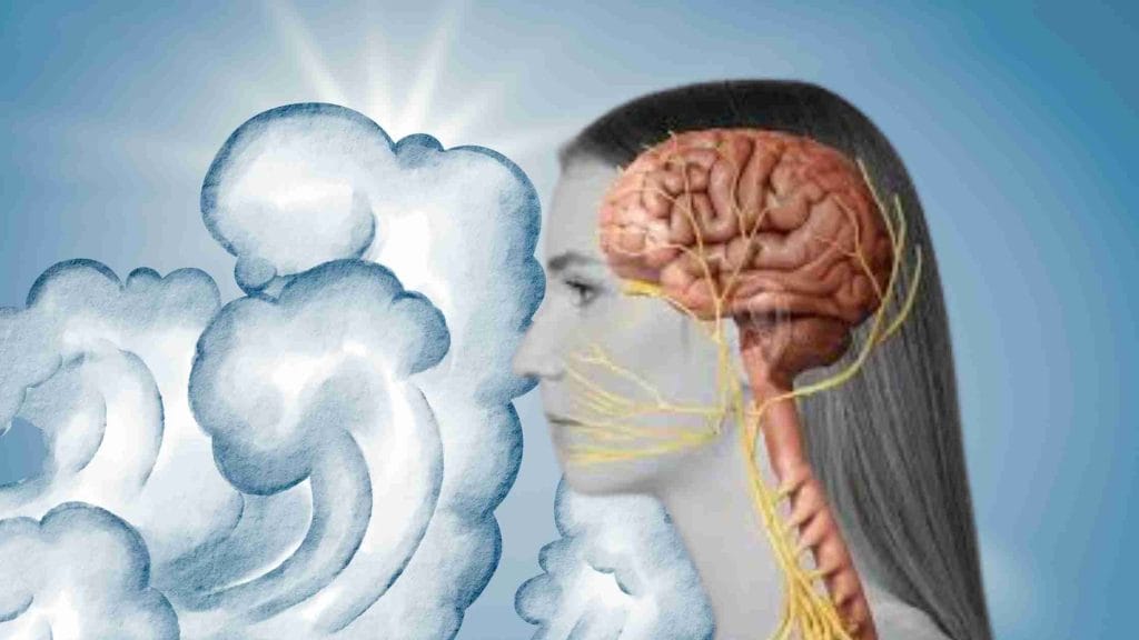 What Is The Vagus Nerve And How To Activate It? 1 vagus nerve Guides
